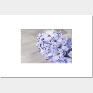 Blue hyacinth flower on cement background Posters and Art